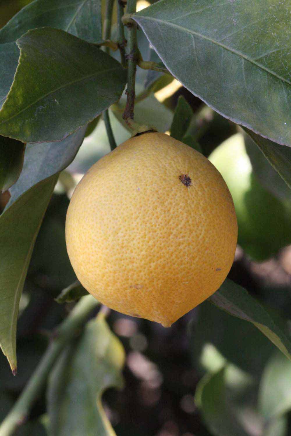            Fruit (Riverside, CA)   